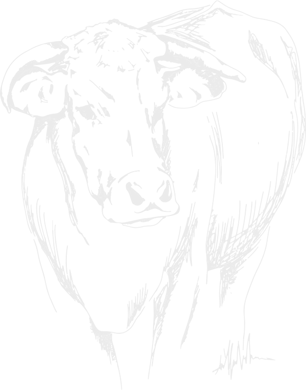 cow illustration 1